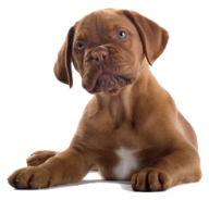 Dog CLipart Png