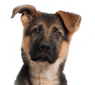 Dog Face for Web Png