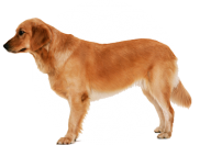 Dog Free Png Image