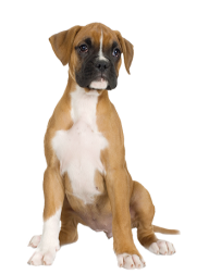 Dog Half Sitting Png