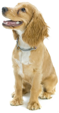 Dog Icon
