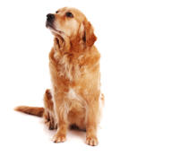 Dog Logo Png