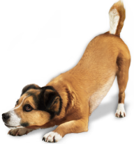 Dog Playing Png