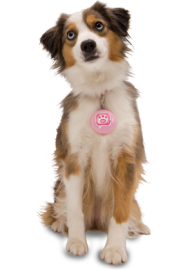 Dog Png For Web With Pink Tag