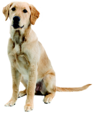 Dog Png For Web