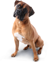 Dog Png Image Free