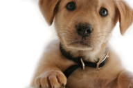 Dog Png Looking at You