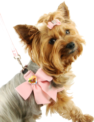 Dog With Ribbon