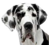Dolmanian Dog Face Png