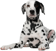 Dolmanian Sitting Dog Png