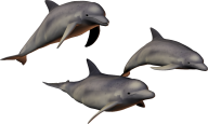 Dolphin 3d Model all Sides