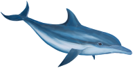 Dolphin Clipart Png