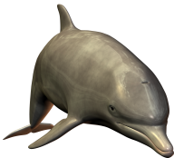 Dolphin HD 3d Image