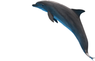 Dolphin Jumping Png