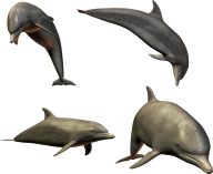 Dolphin Png All Side