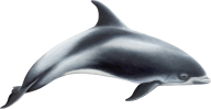 Dolphin Png