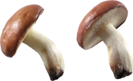 double slidemushroom free download png