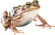 download frog png free