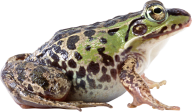 download frog png