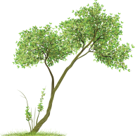 Drawing Tree