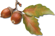 Dried Acorn png With Leaves