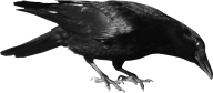 Drinking Water Png