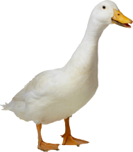 duck png free download 1