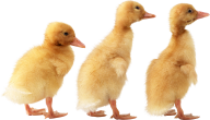duck png free download 10