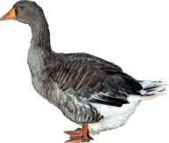 duck png free download 11