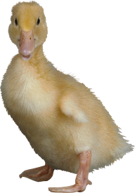 duck png free download 12
