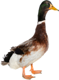 duck png free download 15