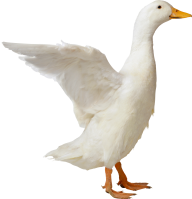 duck png free download 19