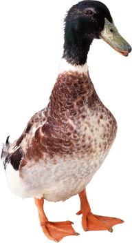 duck png free download 20