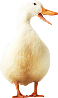 duck png free download 22