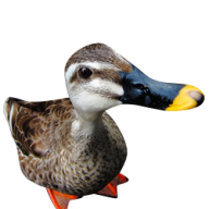 duck png free download 26