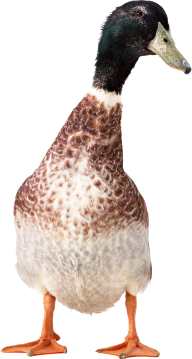 duck png free download 30