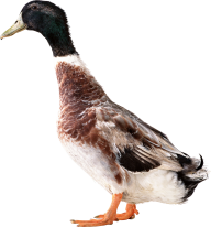 duck png free download 34