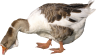 duck png free download 38