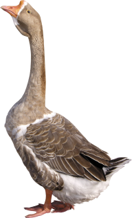 duck png free download 39