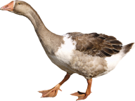 duck png free download 5