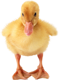 duck png free download 7