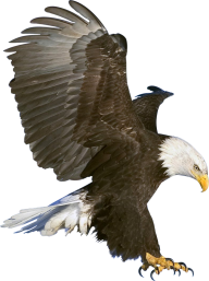 eagel png free download 10