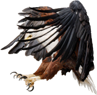 eagel png free download 11