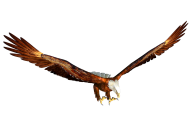 eagel png free download 12