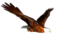 eagel png free download 13