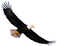 eagel png free download 14