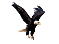 eagel png free download 17