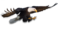 eagel png free download 19