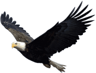 eagel png free download 20