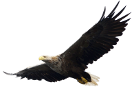 eagel png free download 21
